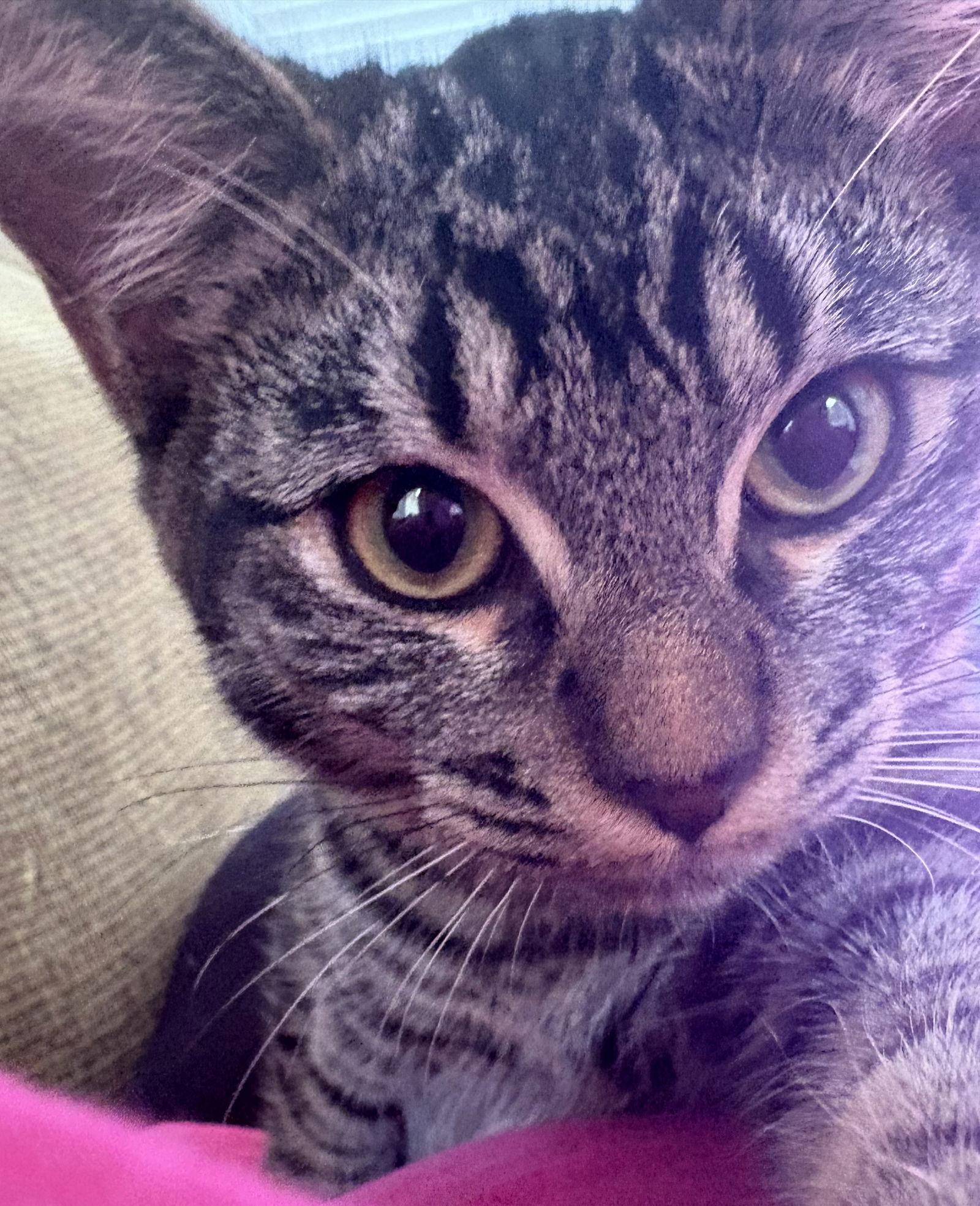 Enlarge Pixie, a Adoptable Domestic Short Hair in McKinney, TX image 3/3