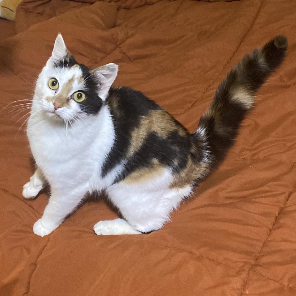 Latte, Adoptable, Young Female Domestic Short Hair.