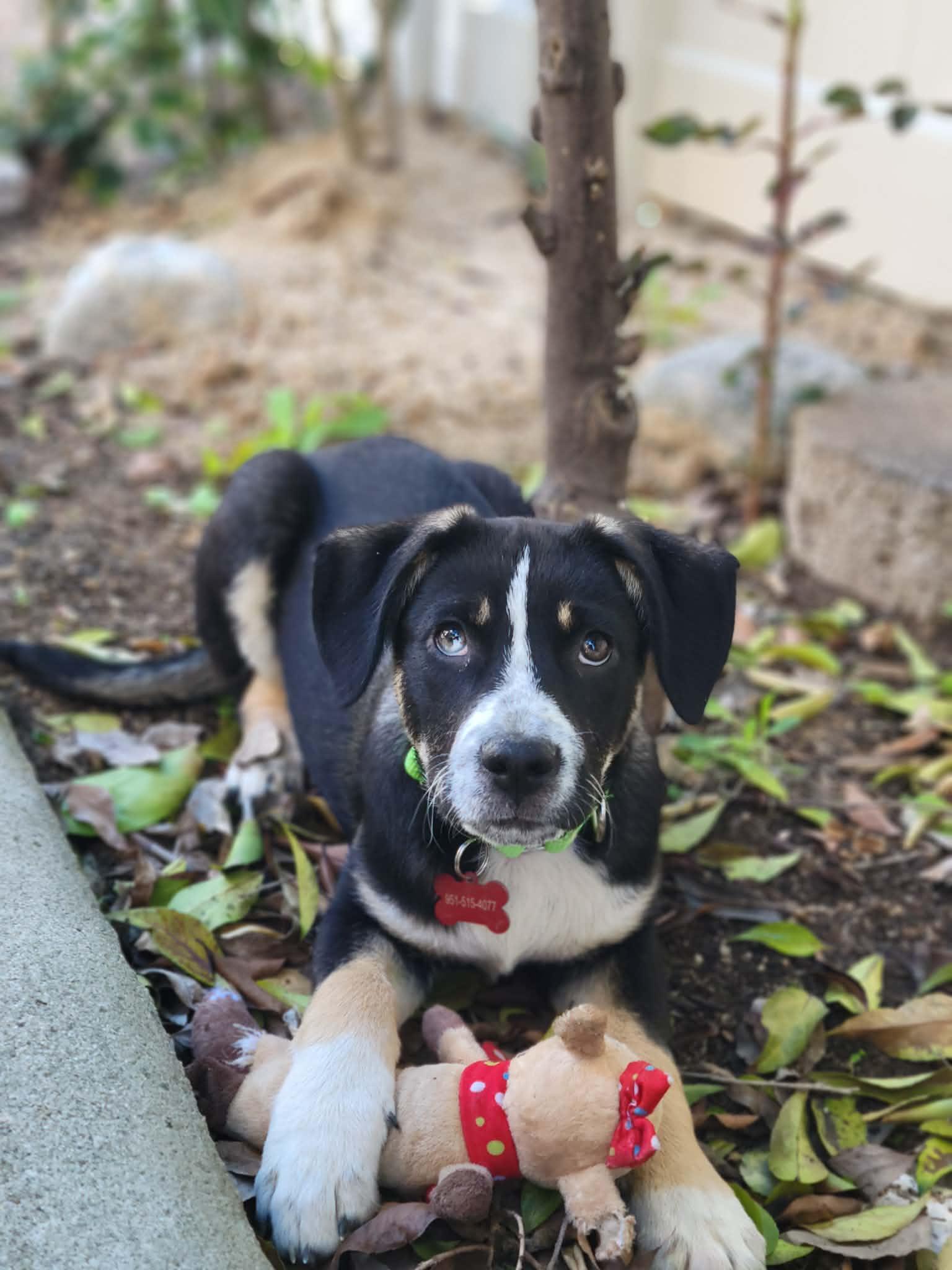 Enlarge Rhys, a ADOPTABLE mixed breed in Temecula, CA image 4/6