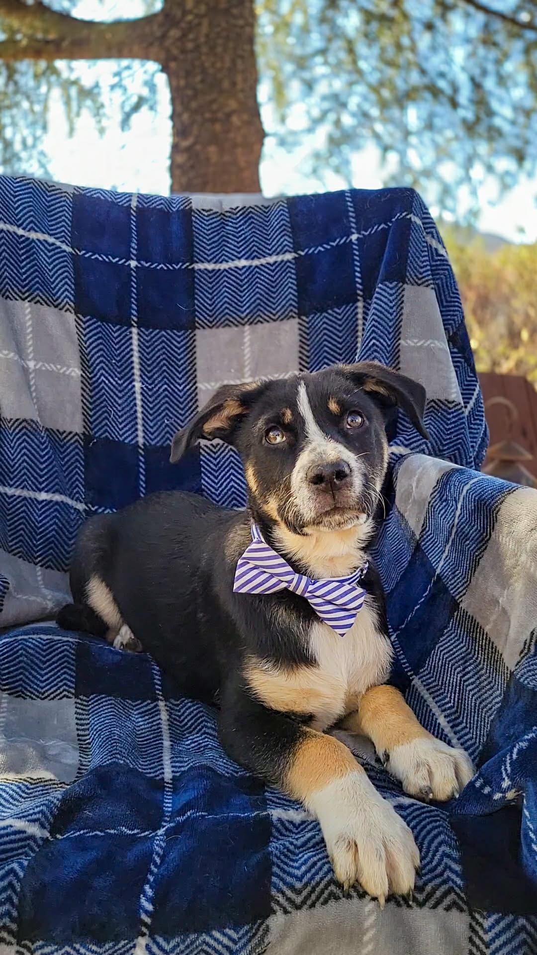 Enlarge Rhys, a ADOPTABLE mixed breed in Temecula, CA image 6/6