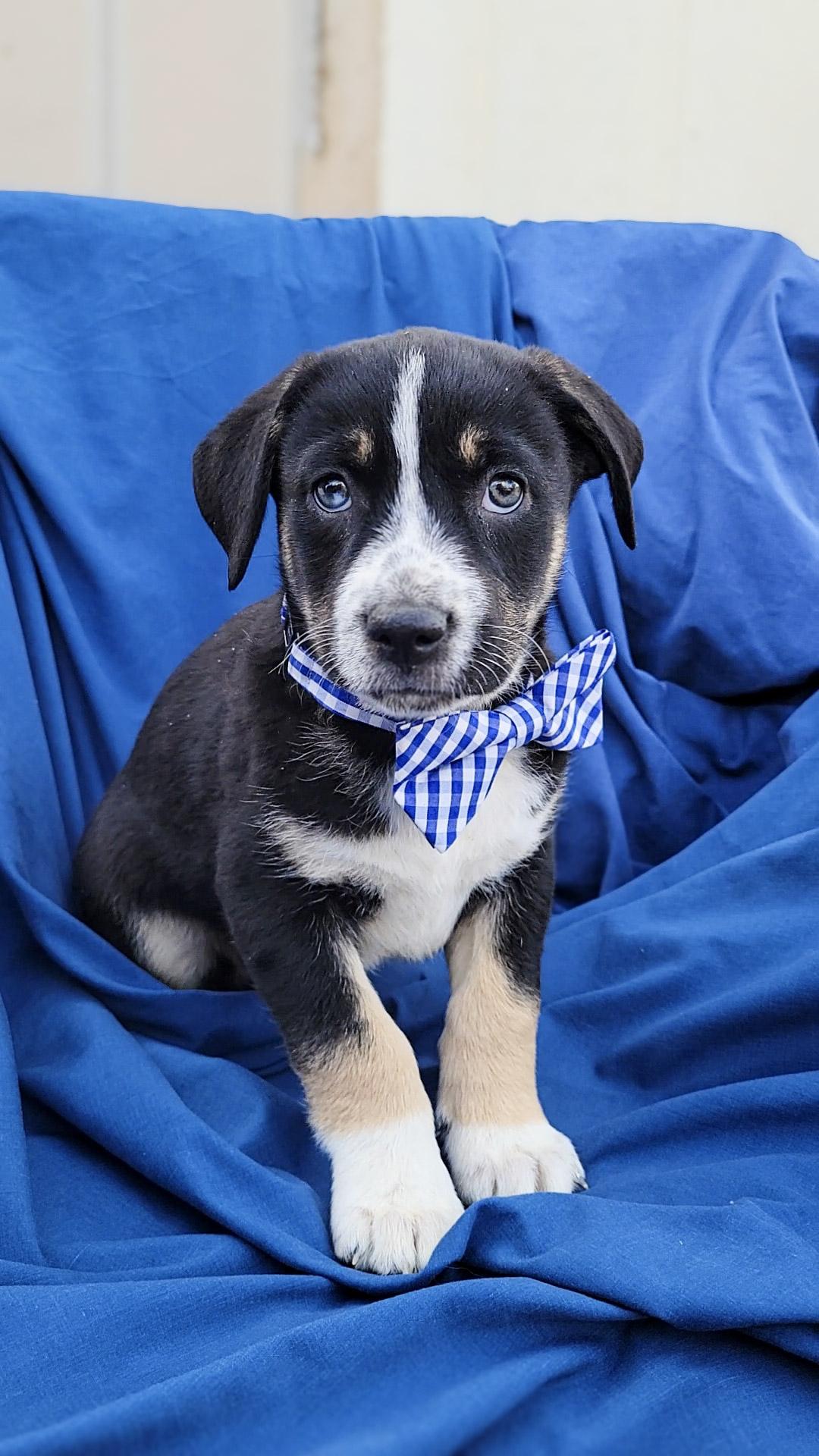 Enlarge Rhys, a ADOPTABLE mixed breed in Temecula, CA image 2/6