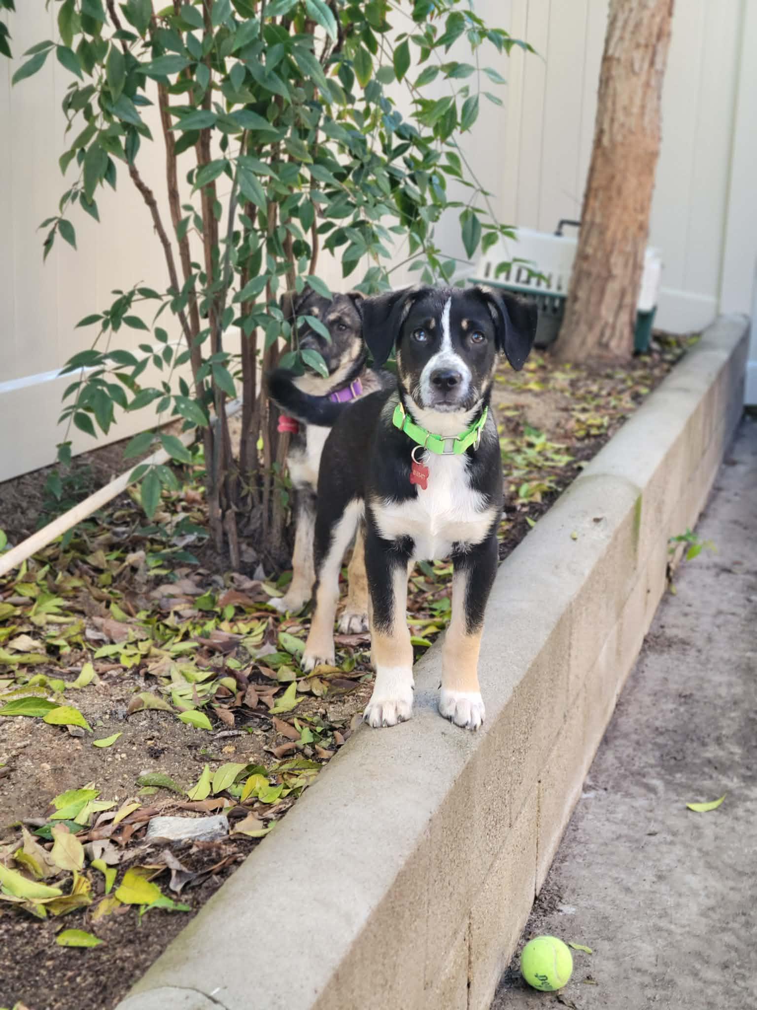 Enlarge Rhys, a ADOPTABLE mixed breed in Temecula, CA image 5/6