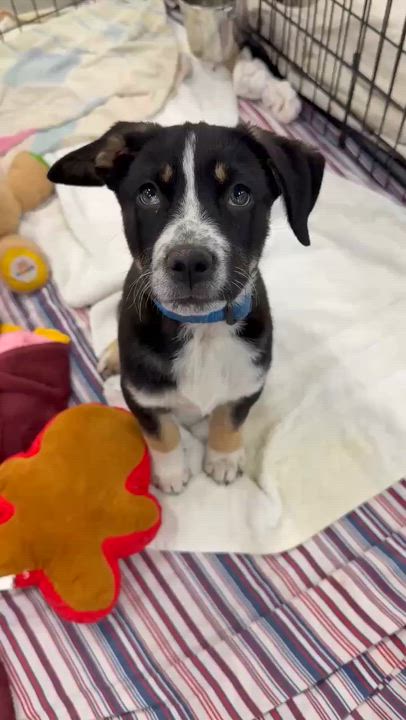 Enlarge Rhys, a ADOPTABLE mixed breed in Temecula, CA video 3/6