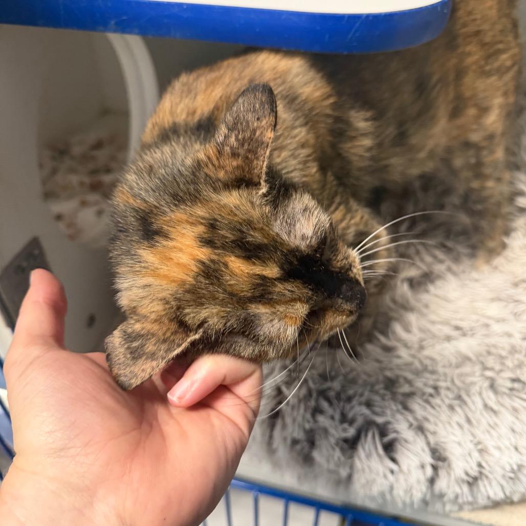 Anastasia, a ADOPTABLE Domestic Short Hair in Clinton, IL image 2/4
