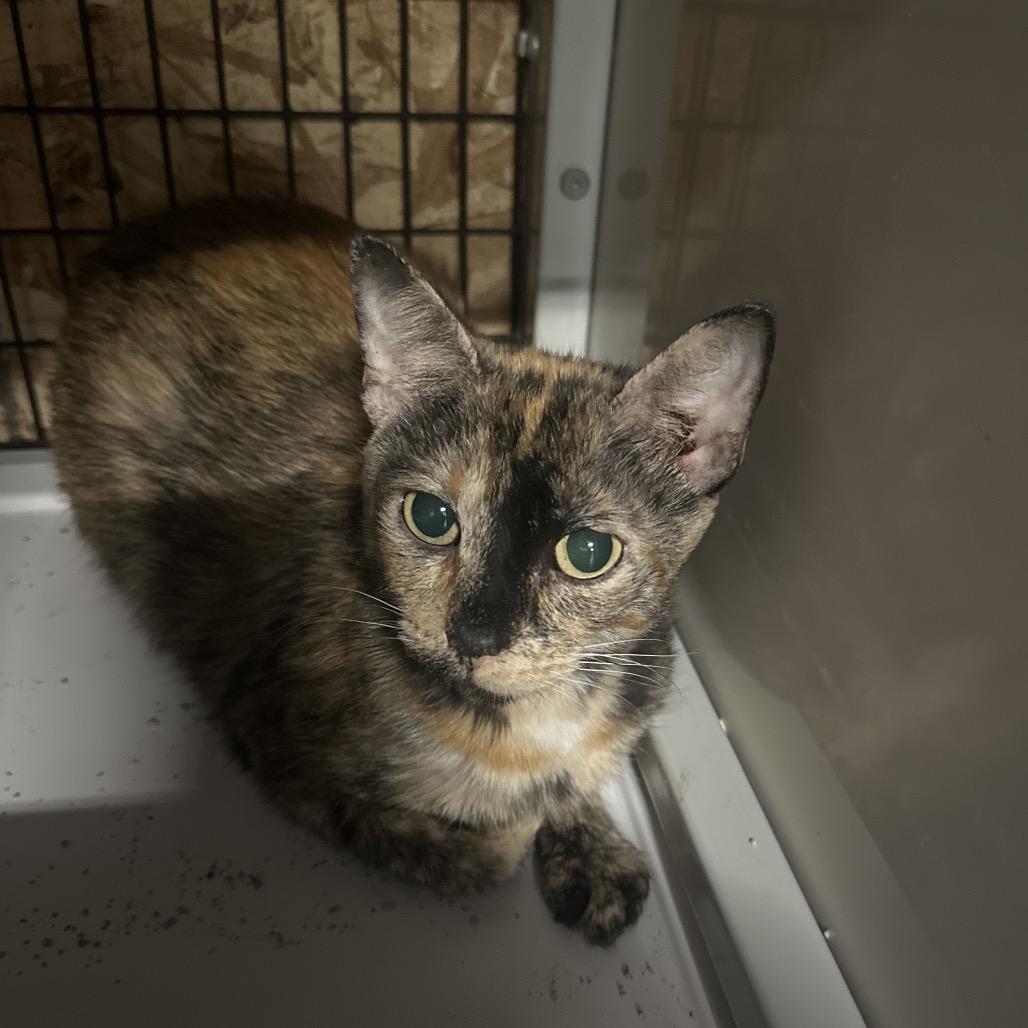 Anastasia, a ADOPTABLE Domestic Short Hair in Clinton, IL image 4/4
