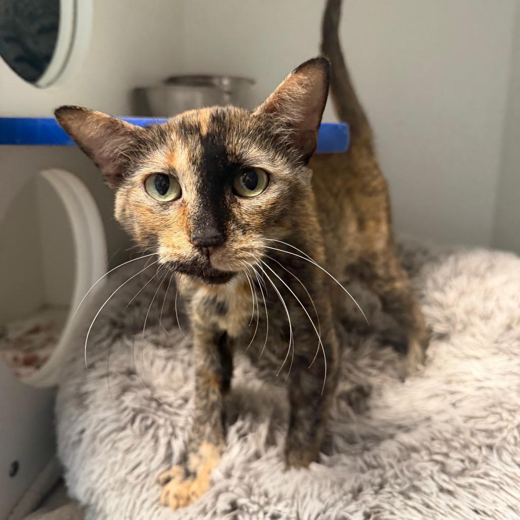 Anastasia, a ADOPTABLE Domestic Short Hair in Clinton, IL image 3/4