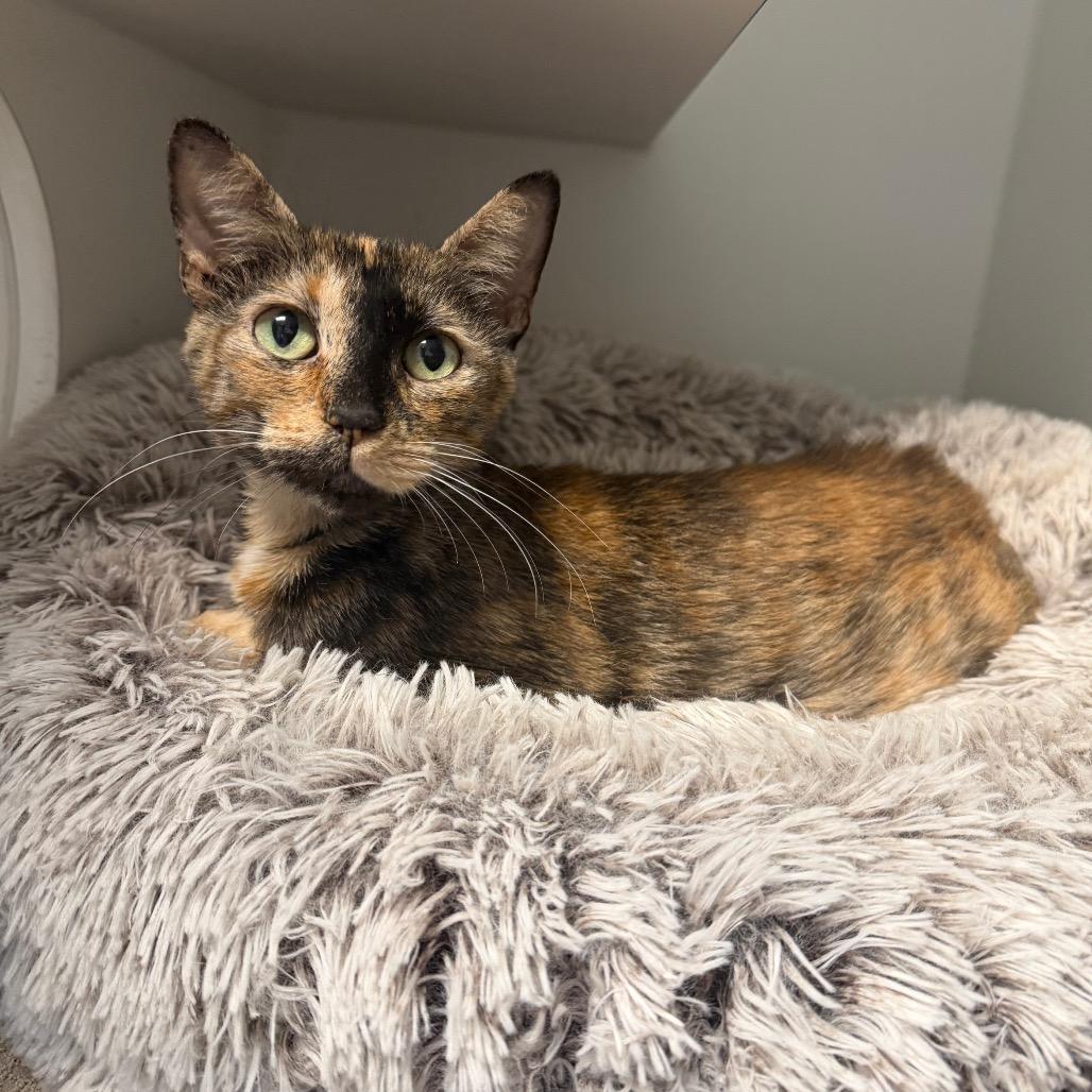 Anastasia, ADOPTABLE, Adult Female Domestic Short Hair.