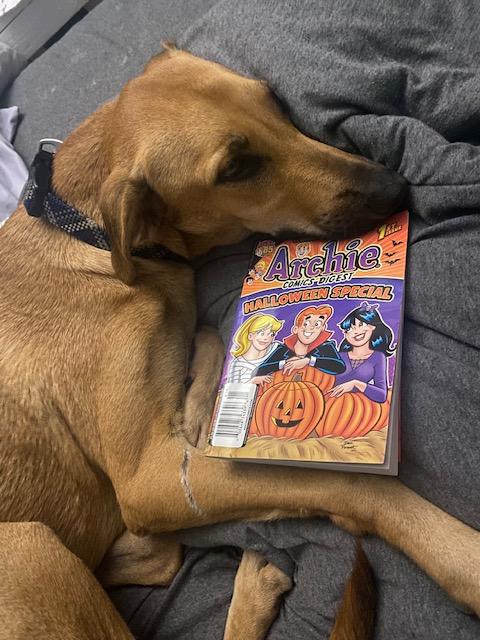 Archie, Adoptable, Adult Male Mixed Breed.