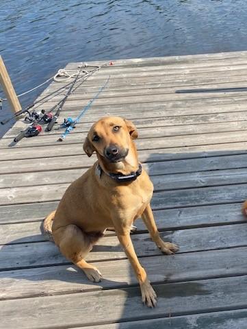 Archie, a Adoptable mixed breed in Oshawa, ON image 2/5