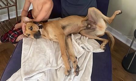 Archie, a Adoptable mixed breed in Oshawa, ON image 3/5