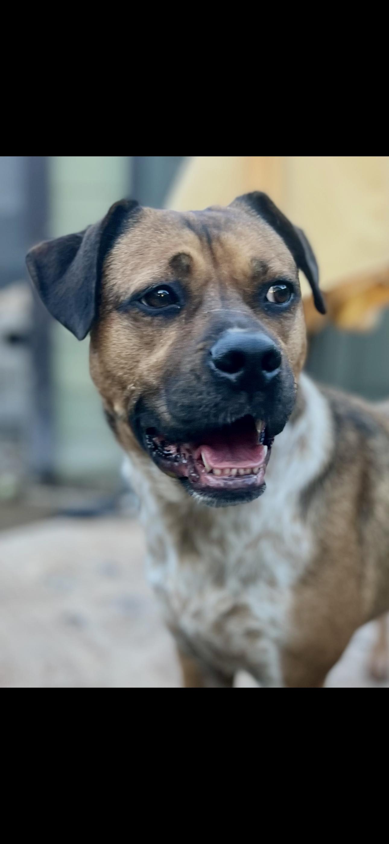 Lulu J, a Adoptable mixed breed in Dallas, TX image 1/3