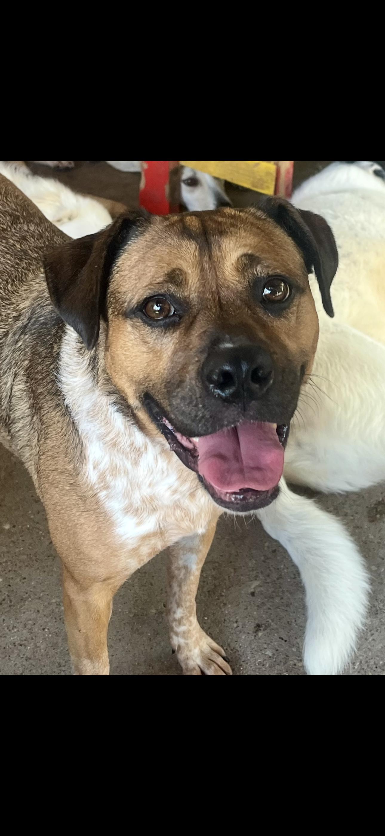 Lulu J, a Adoptable mixed breed in Dallas, TX image 2/3