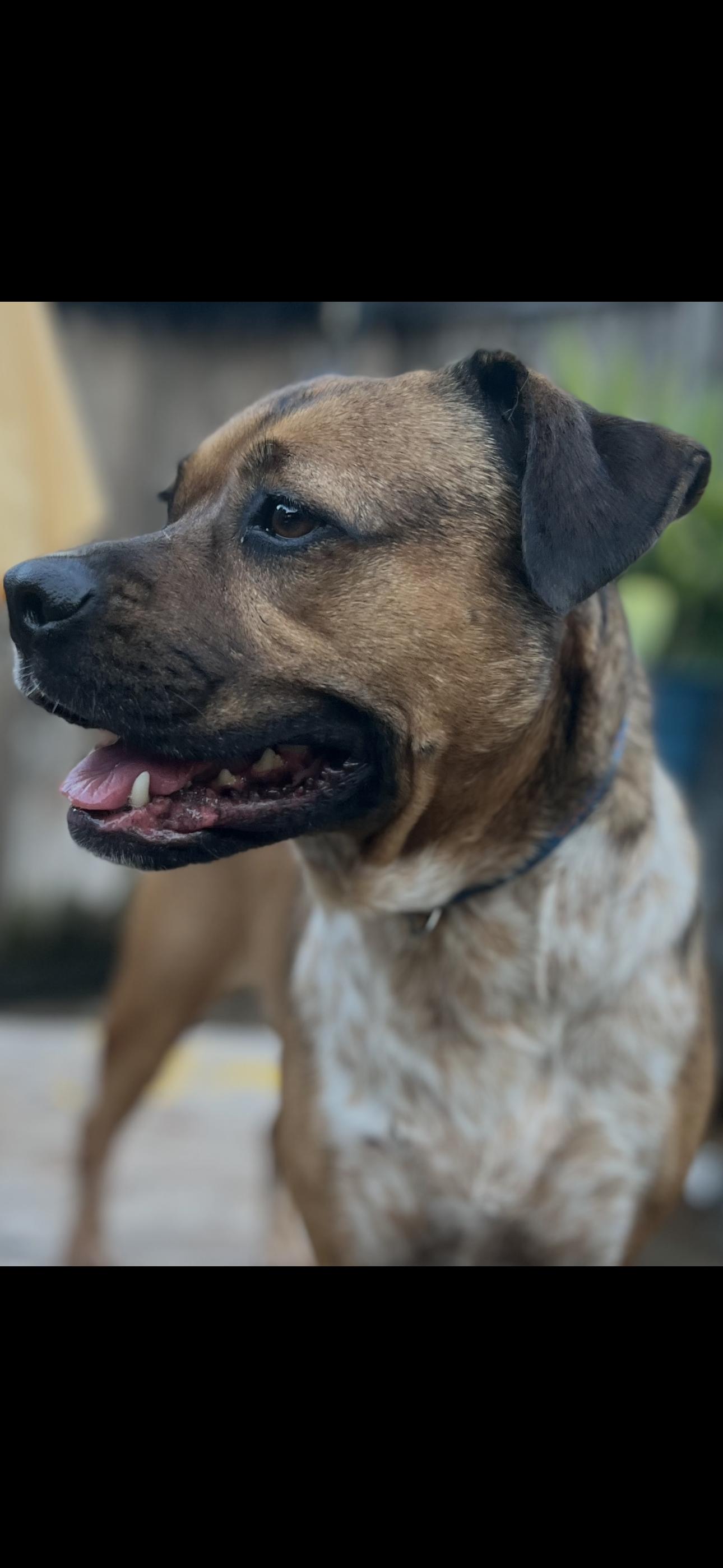 Lulu J, a Adoptable mixed breed in Dallas, TX image 3/3