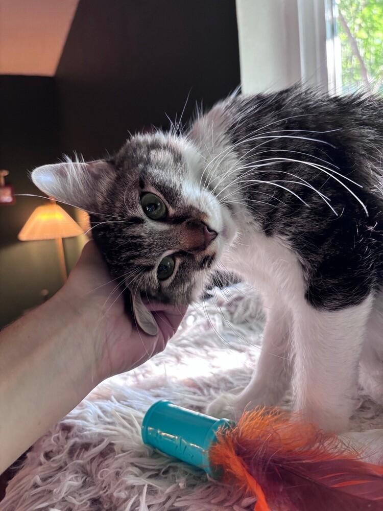 Pearl, Adoptable, Young Female Tabby & Domestic Short Hair.