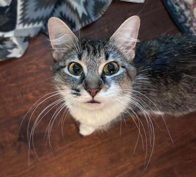 Enlarge Pearl, a Adoptable mixed breed in Richardson, TX image 2/5