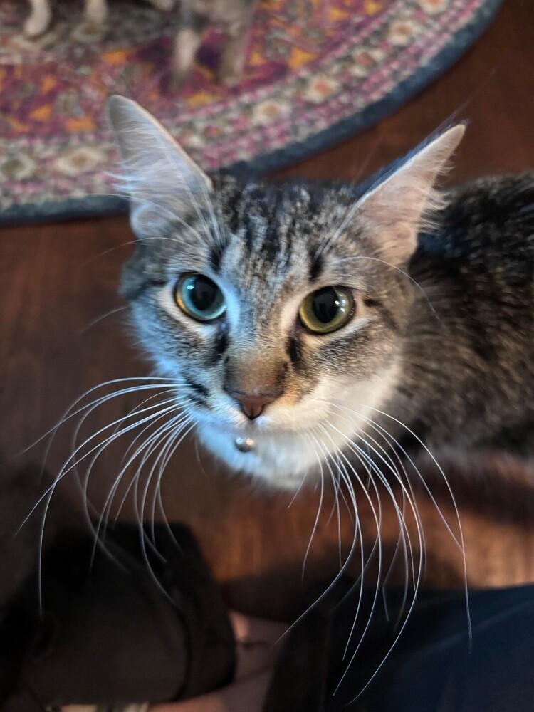 Enlarge Pearl, a Adoptable mixed breed in Richardson, TX image 3/5