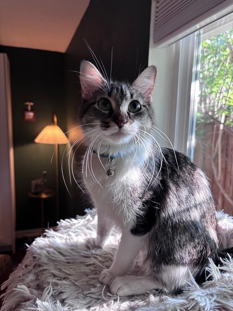 Enlarge Pearl, a Adoptable mixed breed in Richardson, TX image 4/5