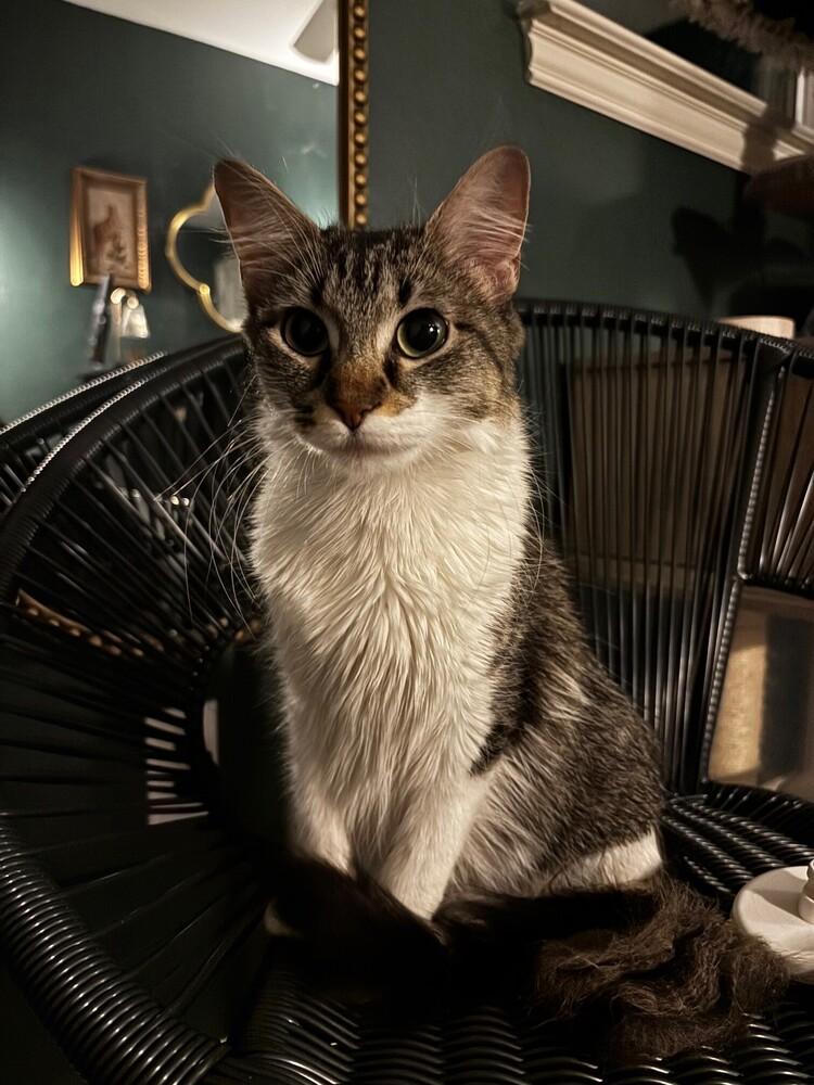 Enlarge Pearl, a Adoptable mixed breed in Richardson, TX image 5/5