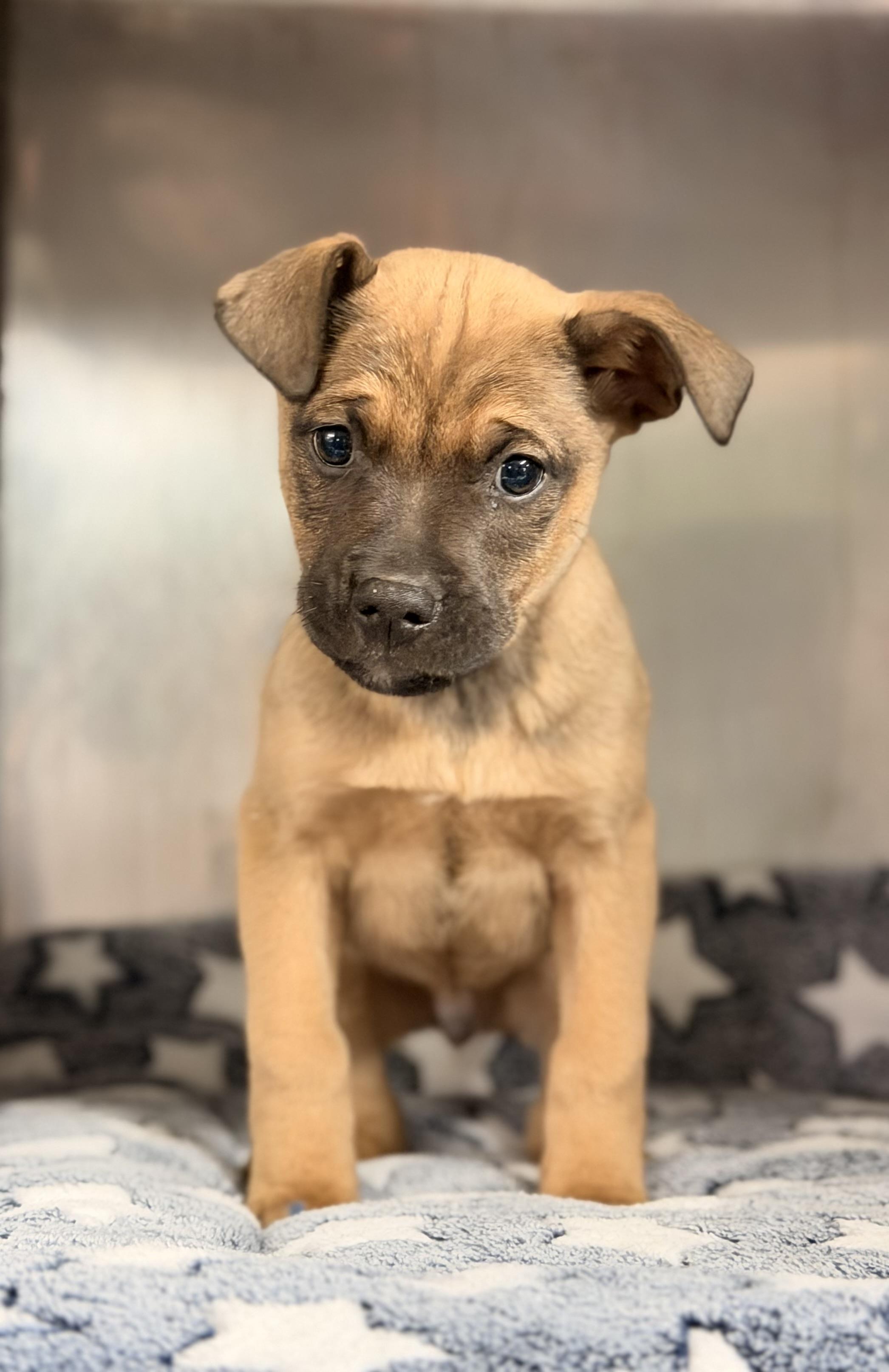 Kasey, ADOPTABLE, Puppy Male Shepherd.