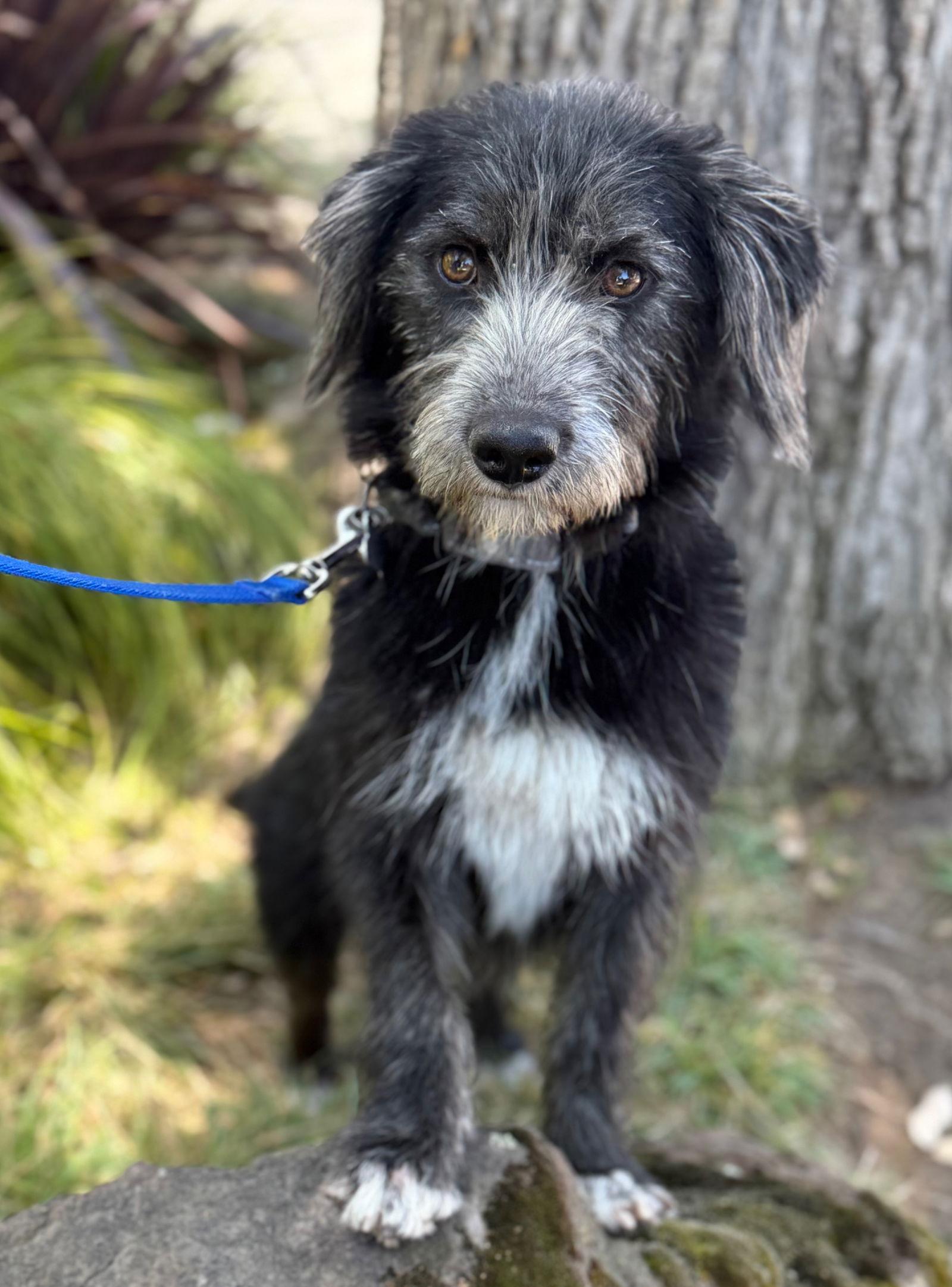 Enlarge Cobbler, a Adopted mixed breed in Palo Alto, CA image 1/3