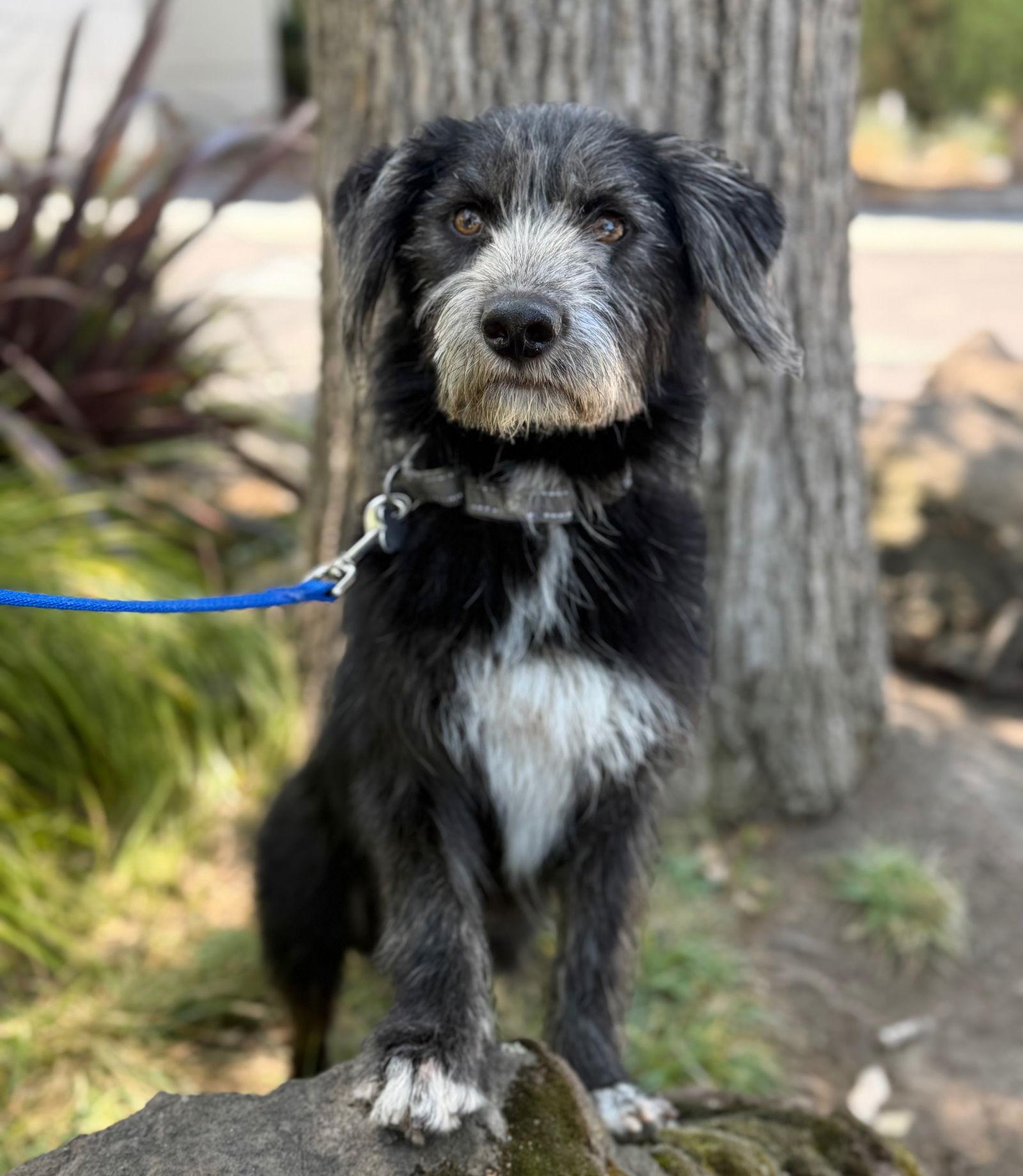 Enlarge Cobbler, a Adopted mixed breed in Palo Alto, CA image 2/3