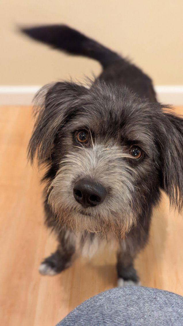 Enlarge Cobbler, a Adopted mixed breed in Palo Alto, CA image 3/3