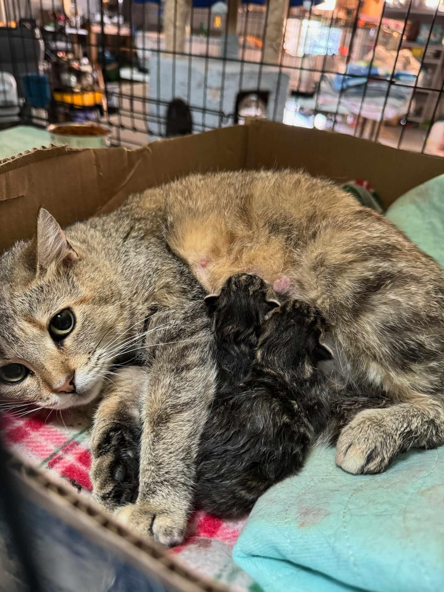 Madeline, Adoptable, Adult Female Domestic Short Hair.