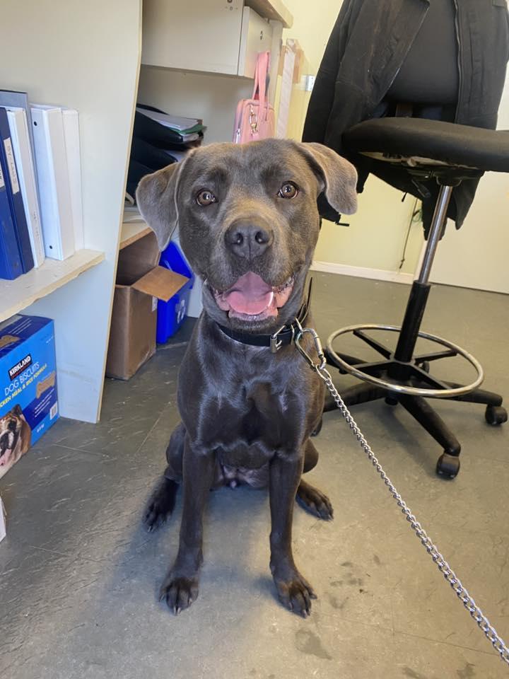Blue, adopted, Young Female Cane Corso.