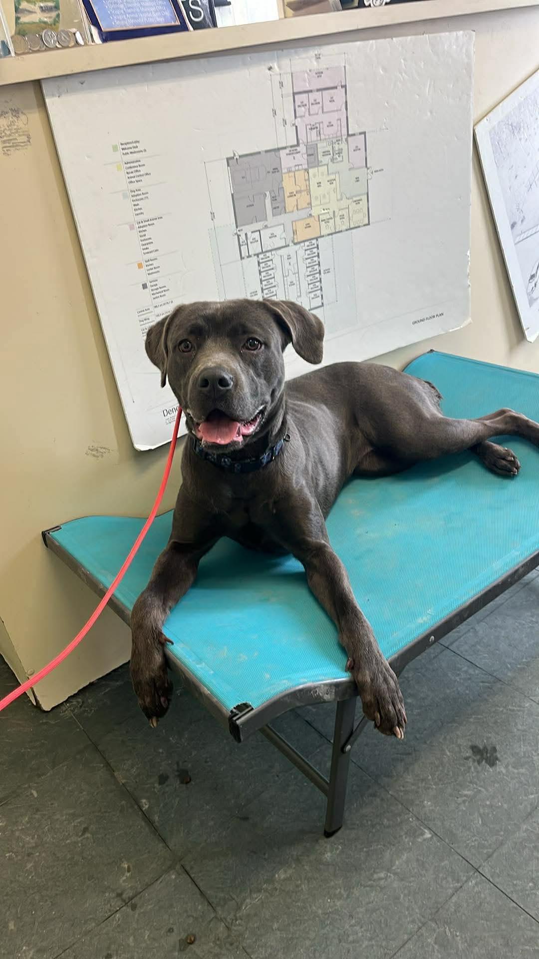 Enlarge Blue, an adopted mixed breed in Port Perry, ON image 2/3