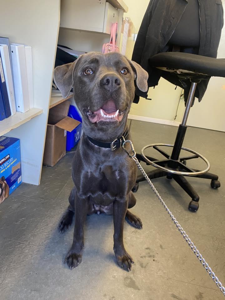 Enlarge Blue, an adopted mixed breed in Port Perry, ON image 3/3