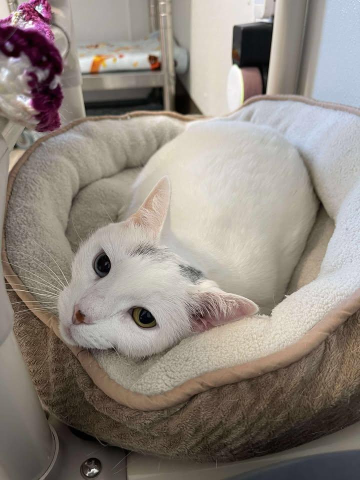 Bianco, ADOPTABLE, Senior Female Domestic Short Hair.