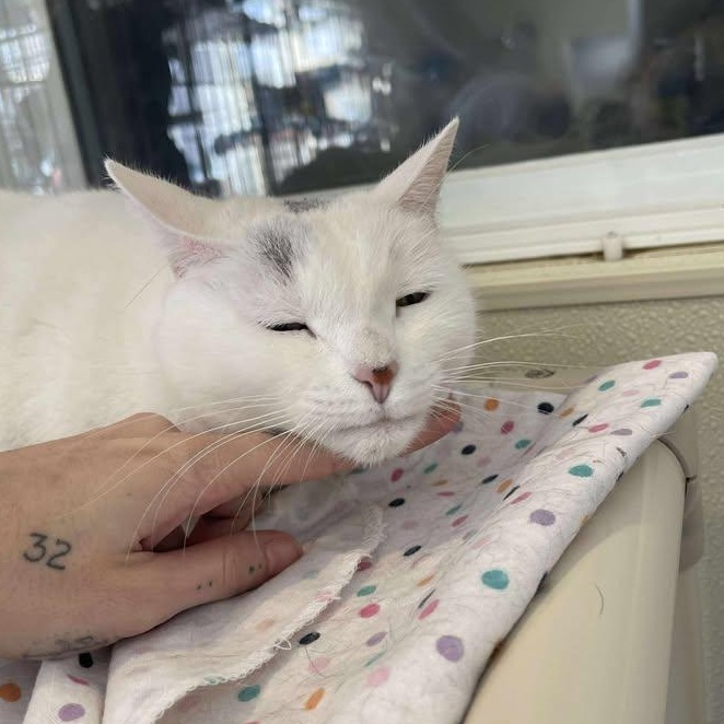 Enlarge Bianco, a ADOPTABLE Domestic Short Hair in Winthrop, ME image 4/4