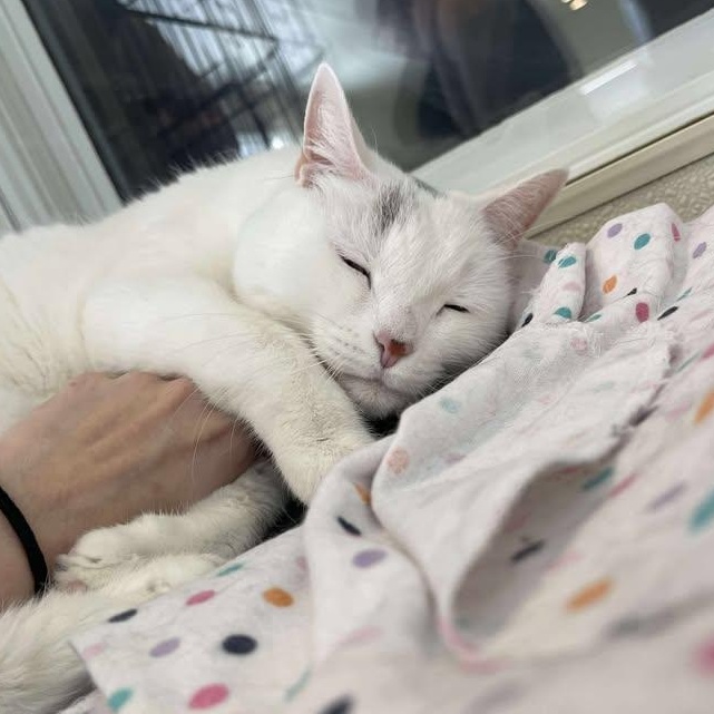 Enlarge Bianco, a ADOPTABLE Domestic Short Hair in Winthrop, ME image 2/4