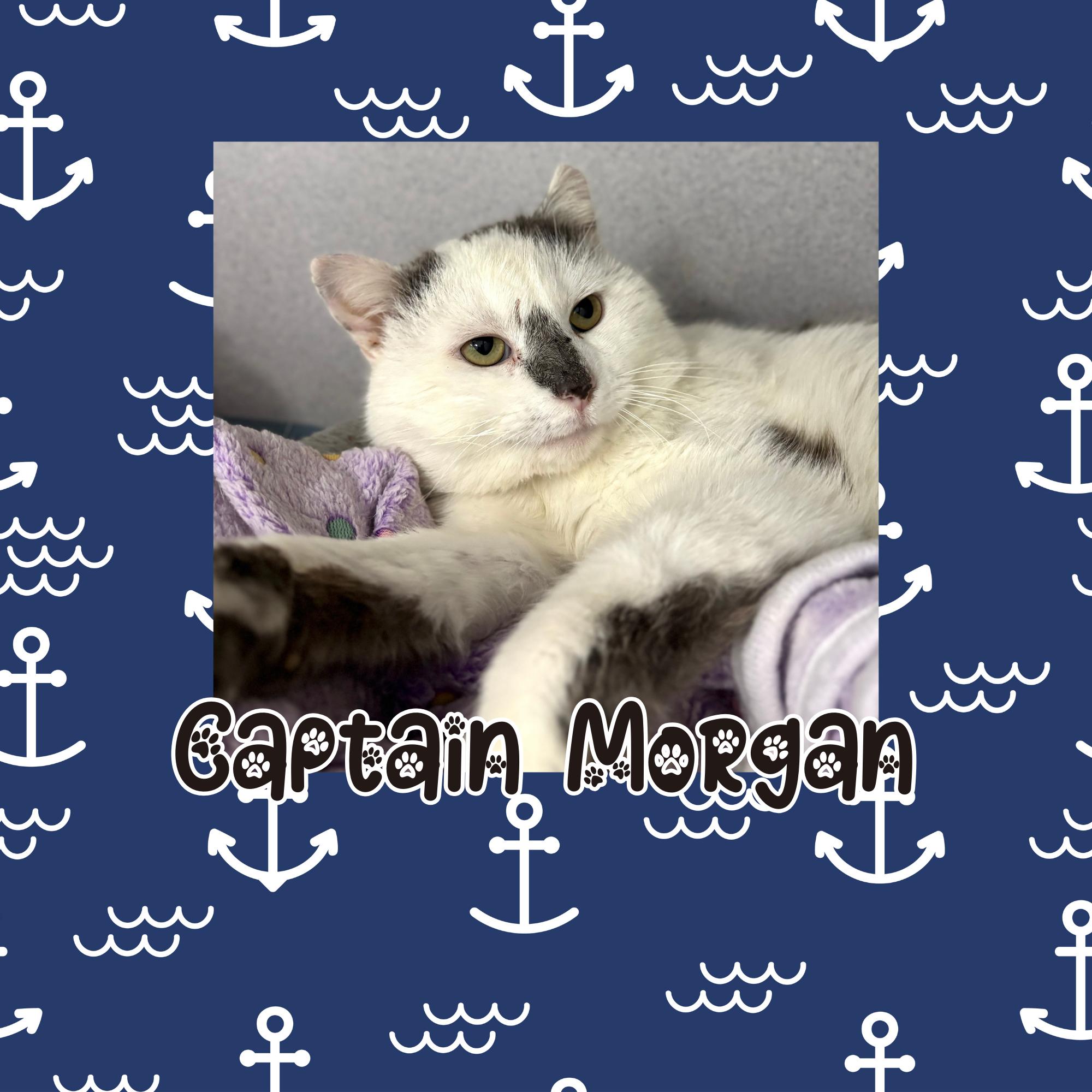 Enlarge Captain Morgan , a ADOPTABLE Domestic Short Hair in Bardstown, KY image 2/6
