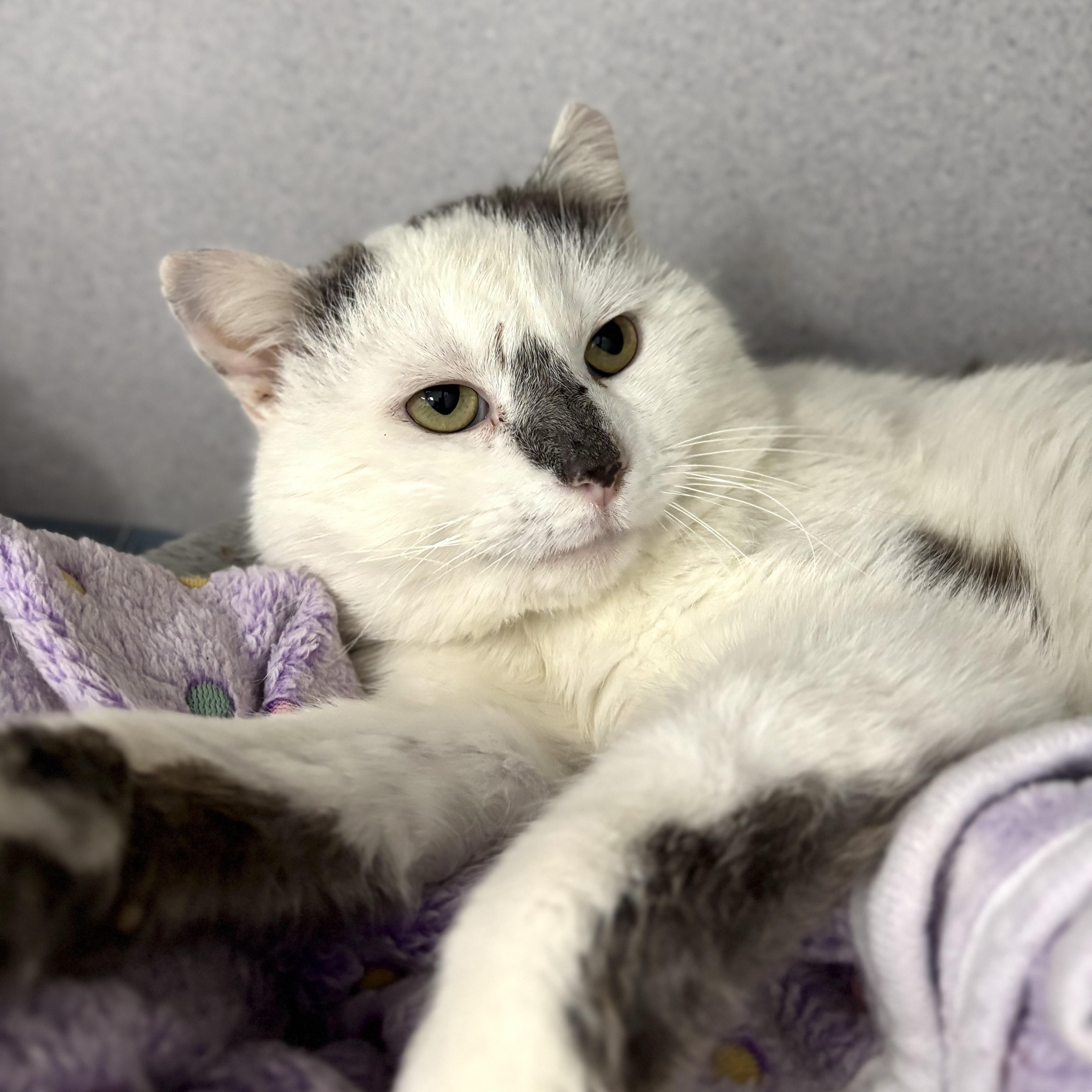 Enlarge Captain Morgan , a ADOPTABLE Domestic Short Hair in Bardstown, KY image 1/6