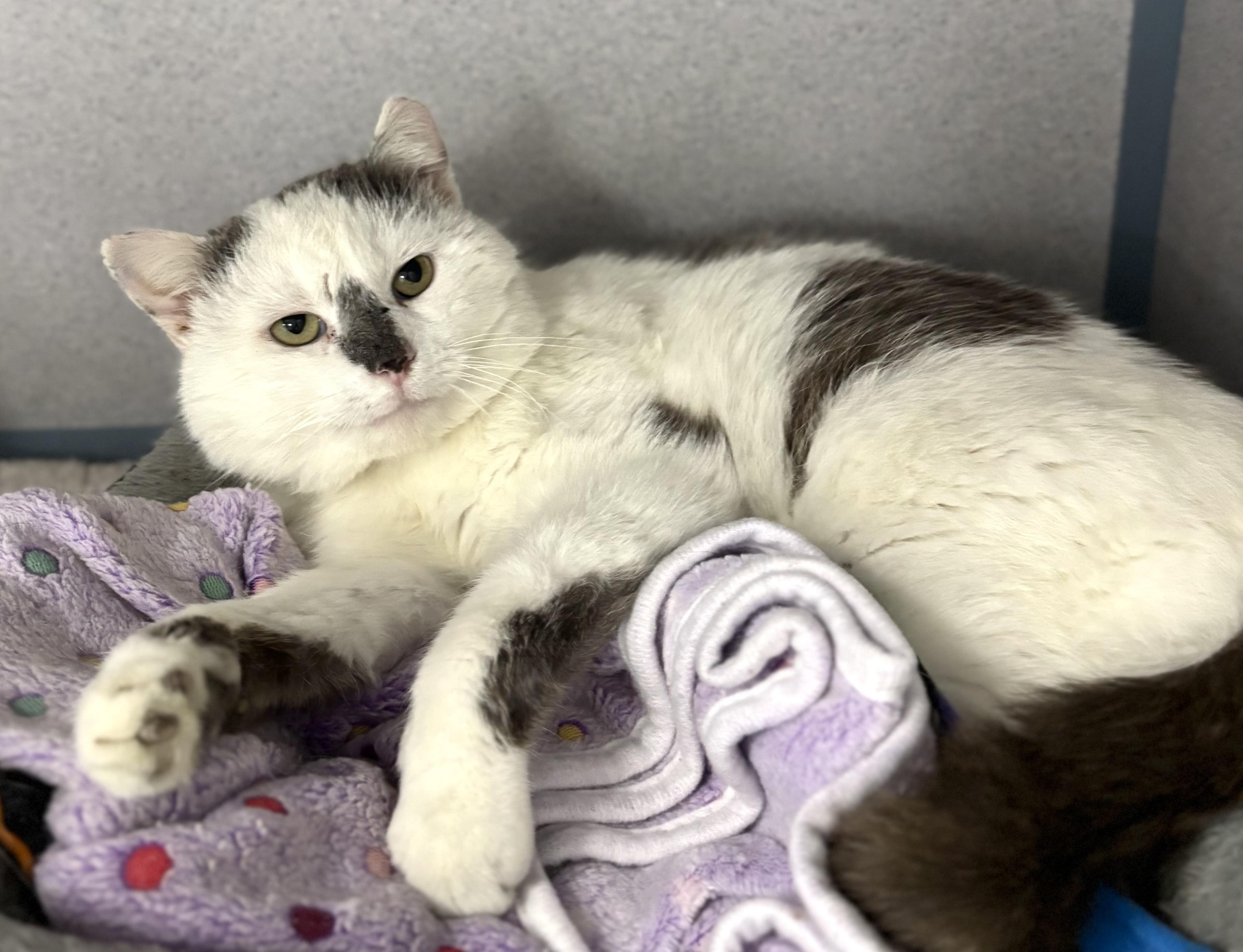 Enlarge Captain Morgan , a ADOPTABLE Domestic Short Hair in Bardstown, KY image 6/6