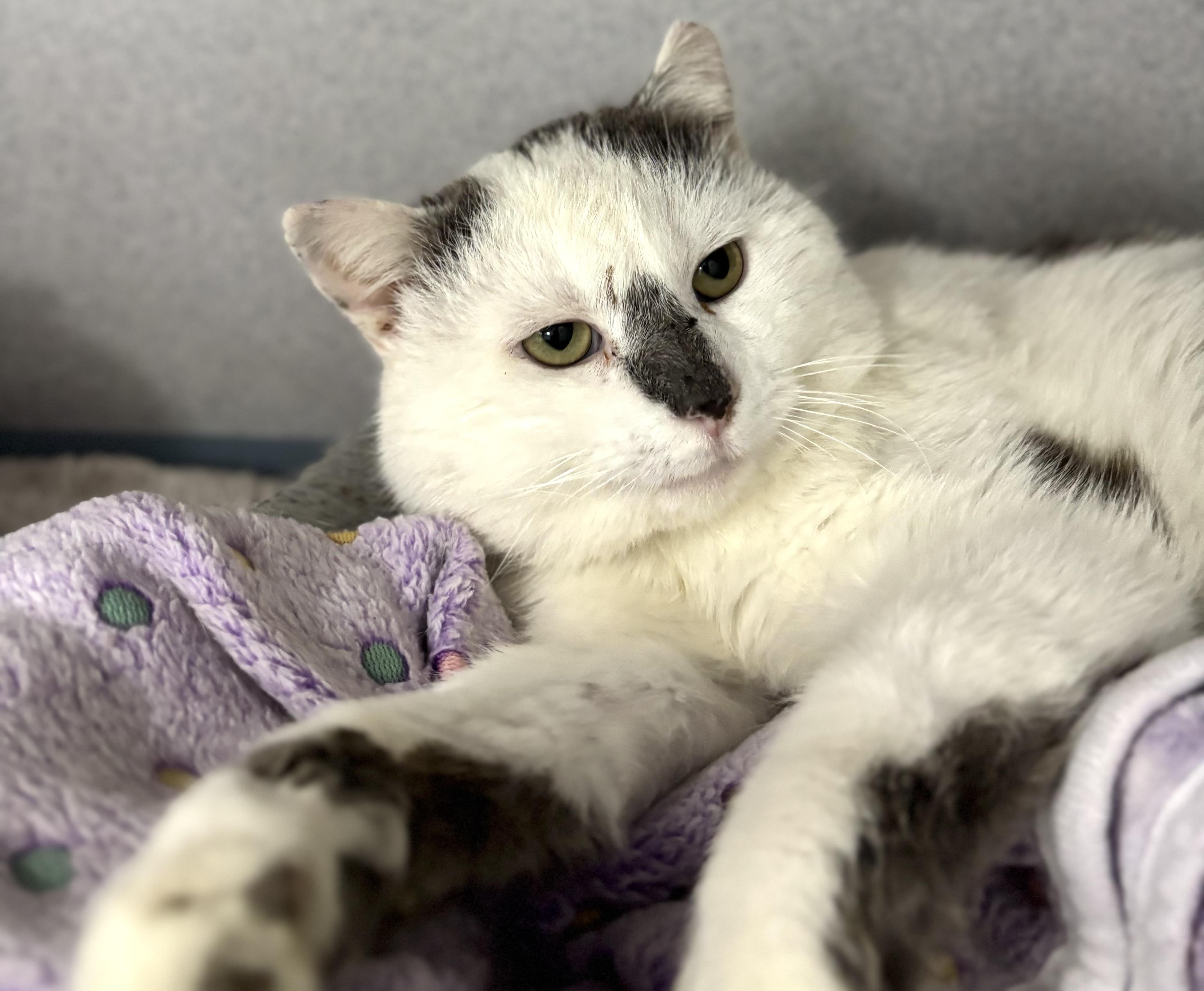 Enlarge Captain Morgan , a ADOPTABLE Domestic Short Hair in Bardstown, KY image 4/6