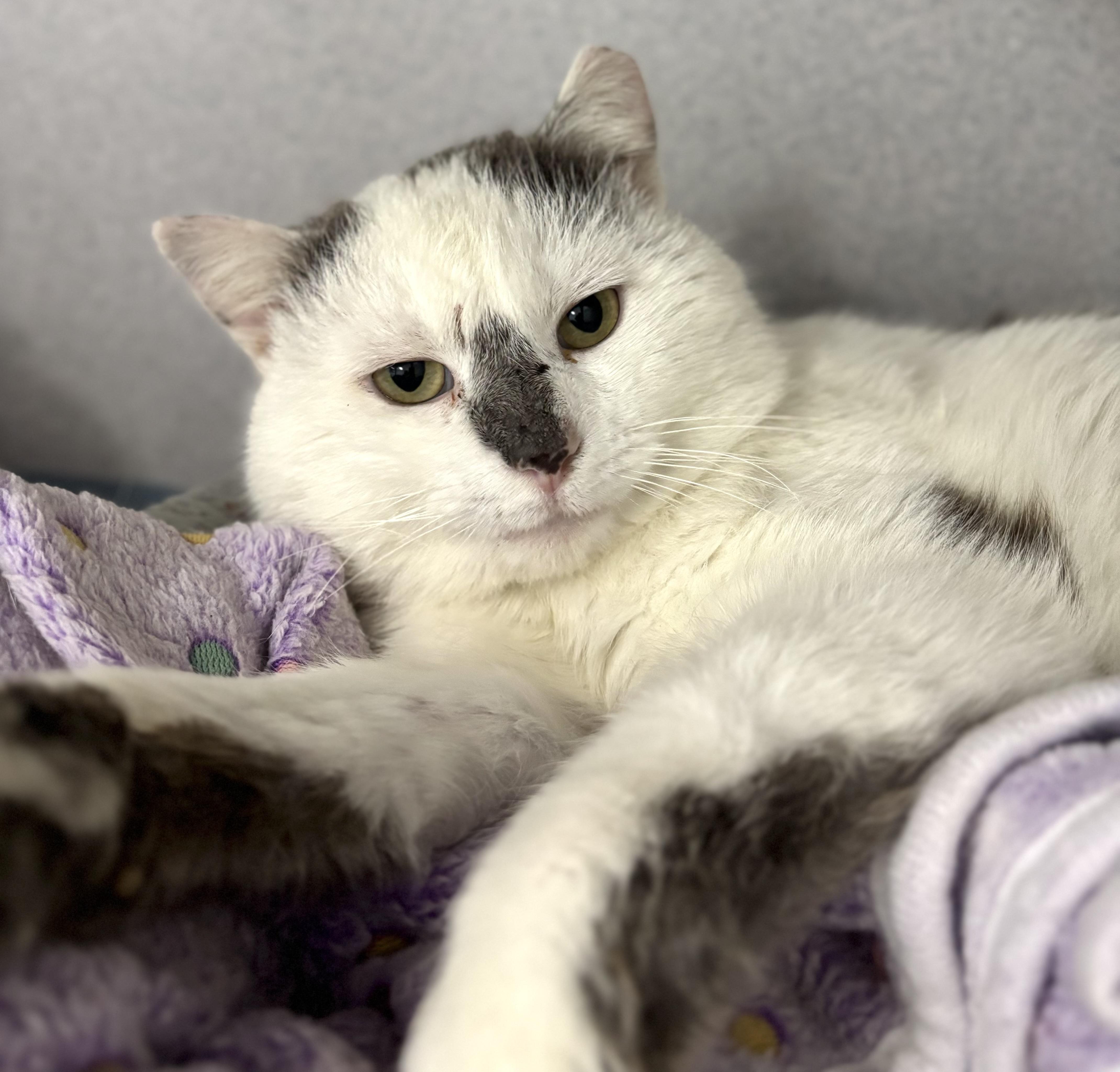 Enlarge Captain Morgan , a ADOPTABLE Domestic Short Hair in Bardstown, KY image 5/6