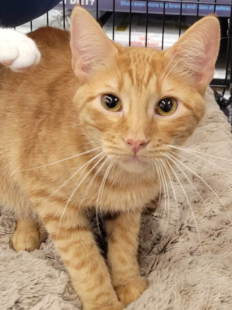 Enlarge Archie, a Adoptable mixed breed in Douglasville, GA image 2/2