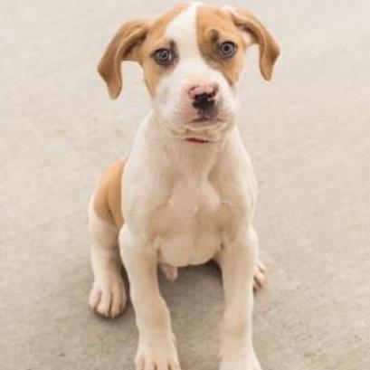 Enlarge Bruno Mars 21715, a Adoptable mixed breed in Cumming, GA image 1/6