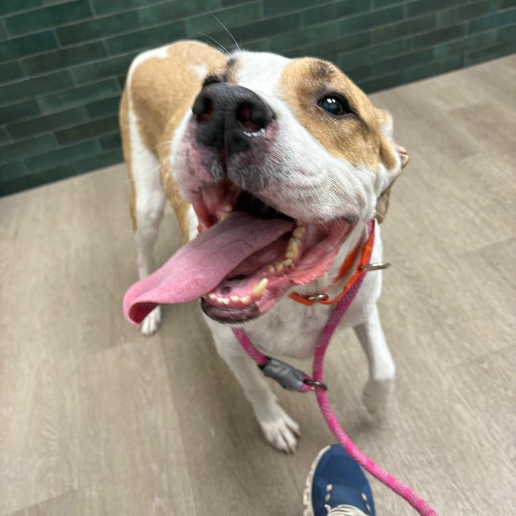 Bruno Mars 21715, Adoptable, Senior Male American Bulldog & Mixed Breed.