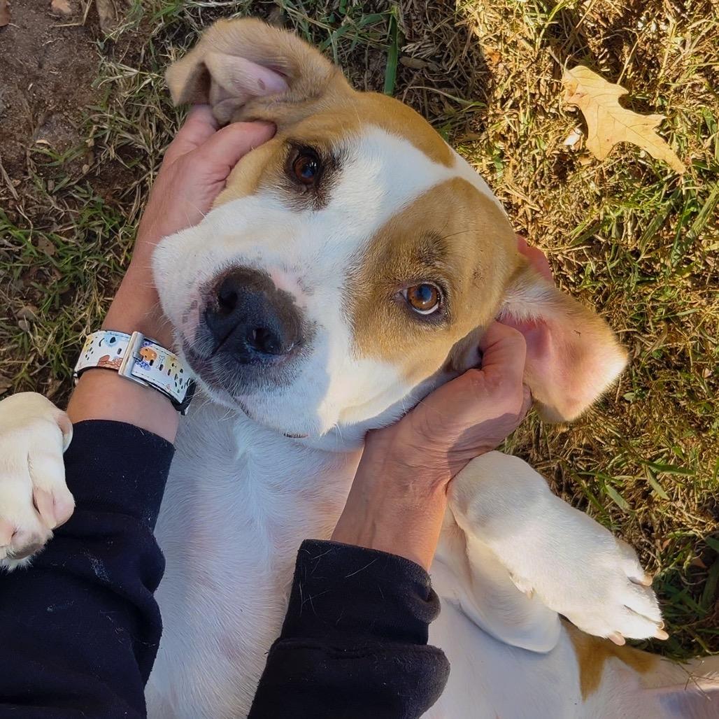 Enlarge Bruno Mars 21715, a Adoptable mixed breed in Cumming, GA image 2/6