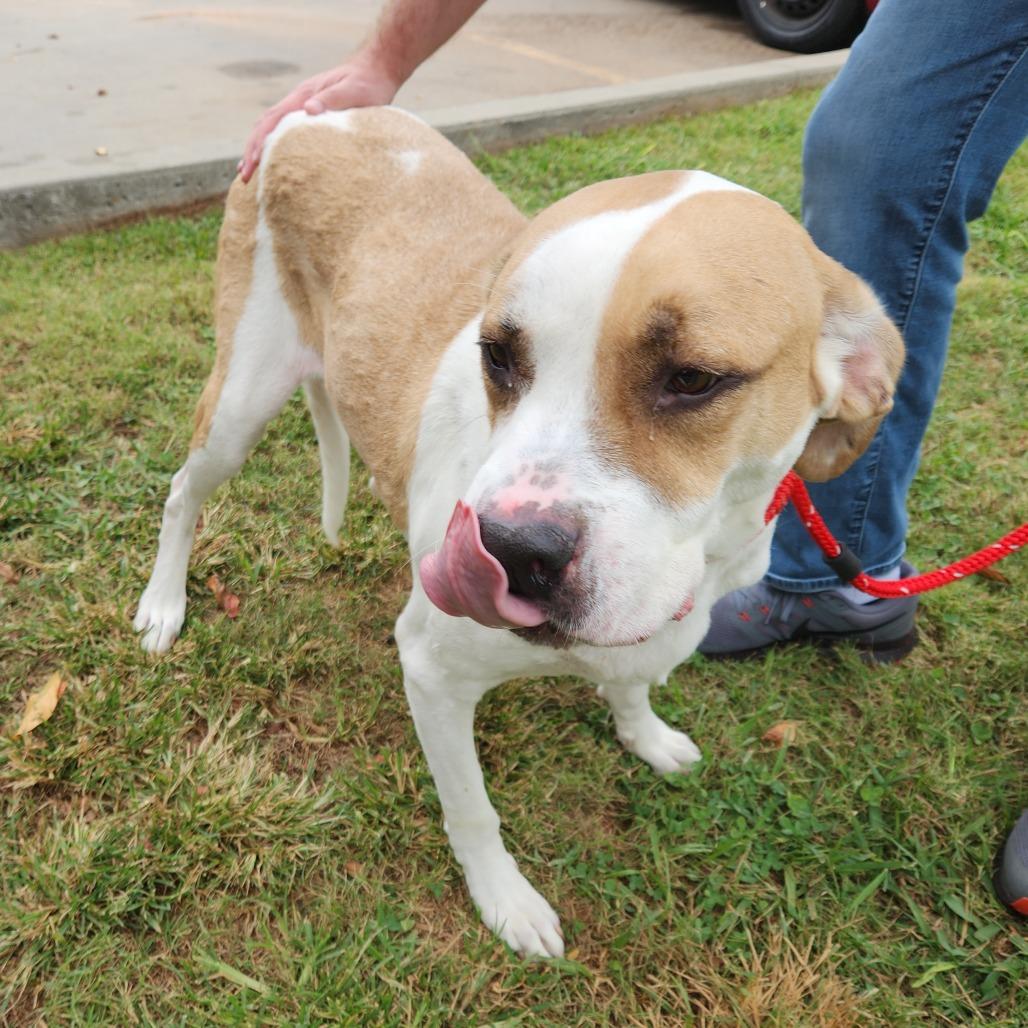 Enlarge Bruno Mars 21715, a Adoptable mixed breed in Cumming, GA image 3/6