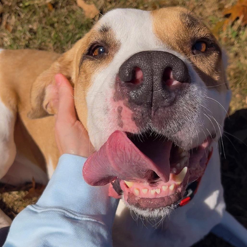 Enlarge Bruno Mars 21715, a Adoptable mixed breed in Cumming, GA image 3/6
