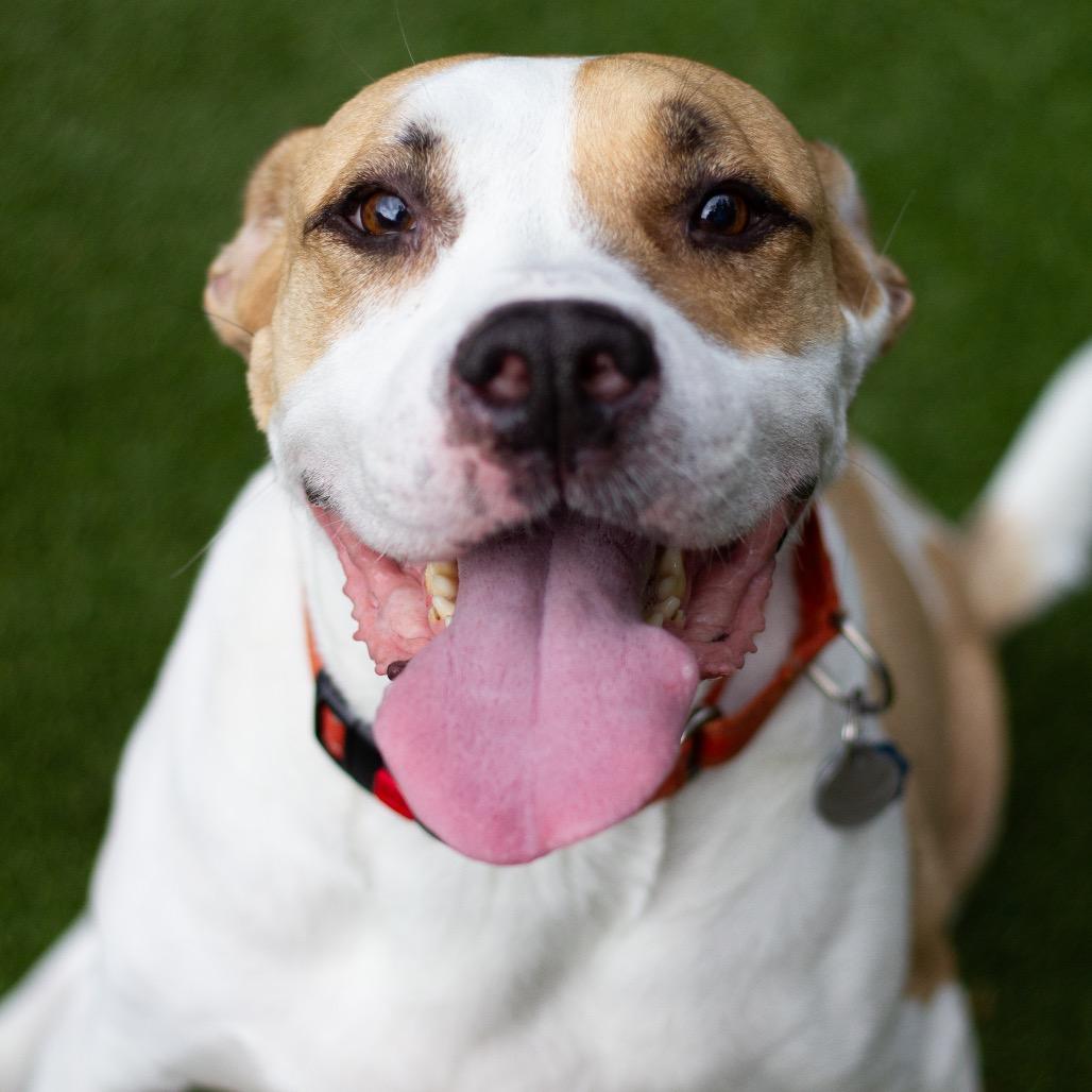 Enlarge Bruno Mars 21715, a Adoptable mixed breed in Cumming, GA image 3/5