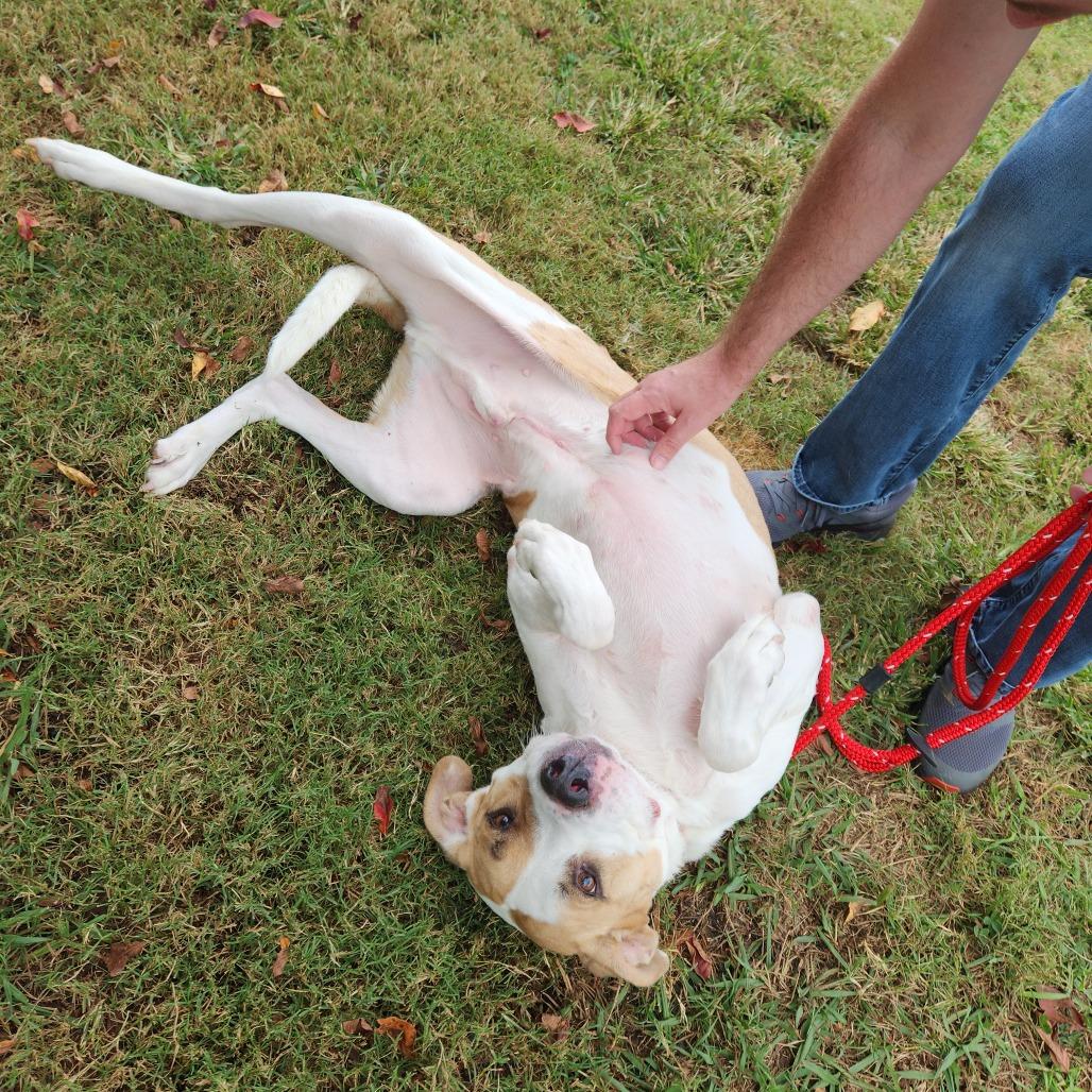 Enlarge Bruno Mars 21715, a Adoptable mixed breed in Cumming, GA image 4/6