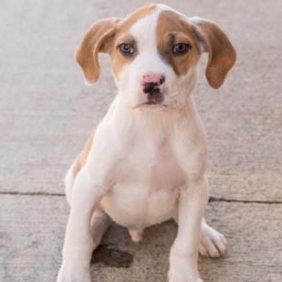 Enlarge Bruno Mars 21715, a Adoptable mixed breed in Cumming, GA image 4/6