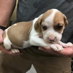 Enlarge Bruno Mars 21715, a Adoptable mixed breed in Cumming, GA image 5/6