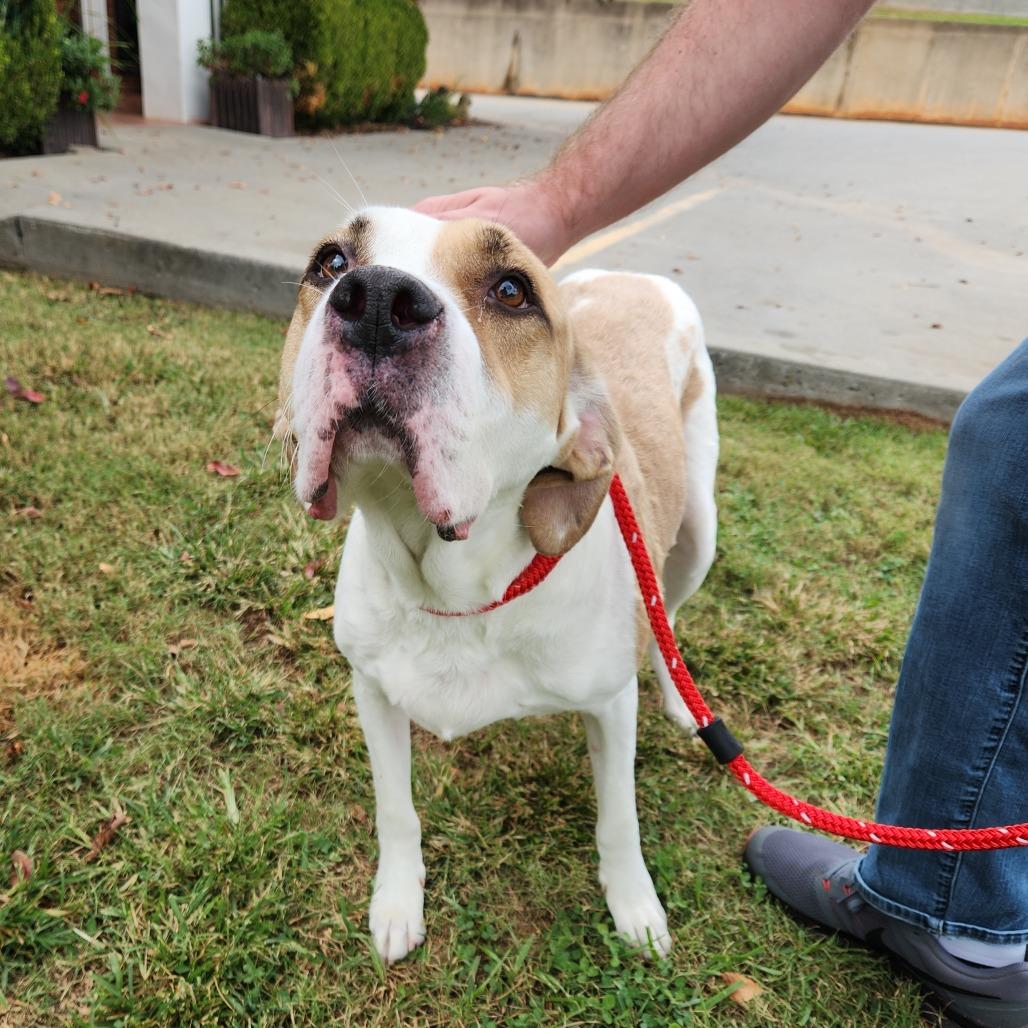 Enlarge Bruno Mars 21715, a Adoptable mixed breed in Cumming, GA image 6/6