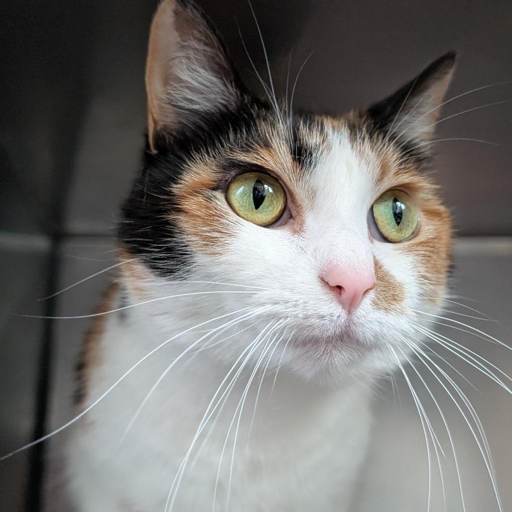 Daisy Doily, Adoptable, Adult Female Domestic Short Hair.